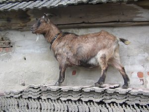 Cypisowe wojny Cypisowe wojny