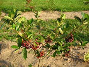 Aronia