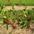 Aronia Aronia